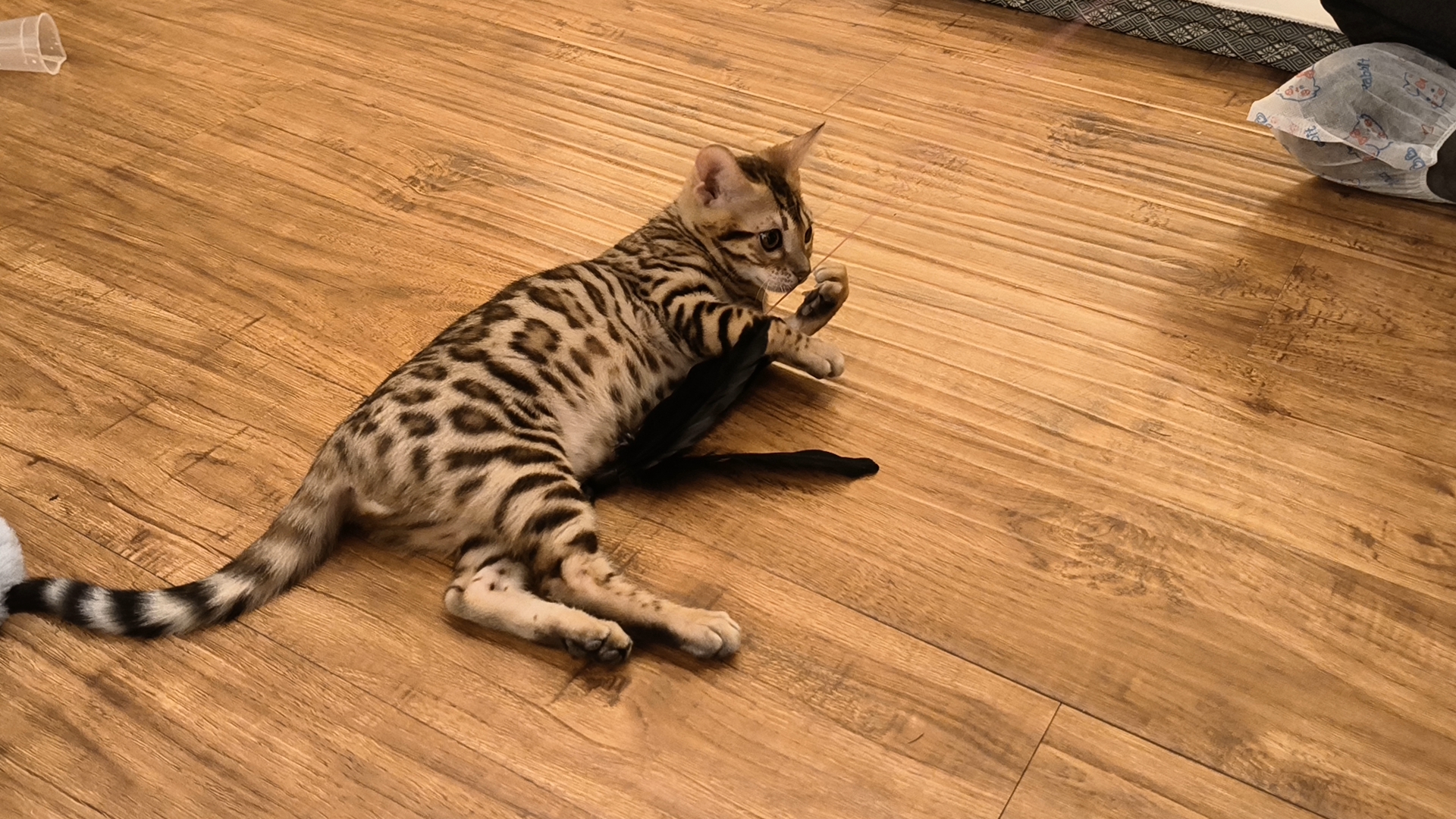 猫咪基础护理指南：新猫父母的必备知识