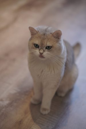 金豆子