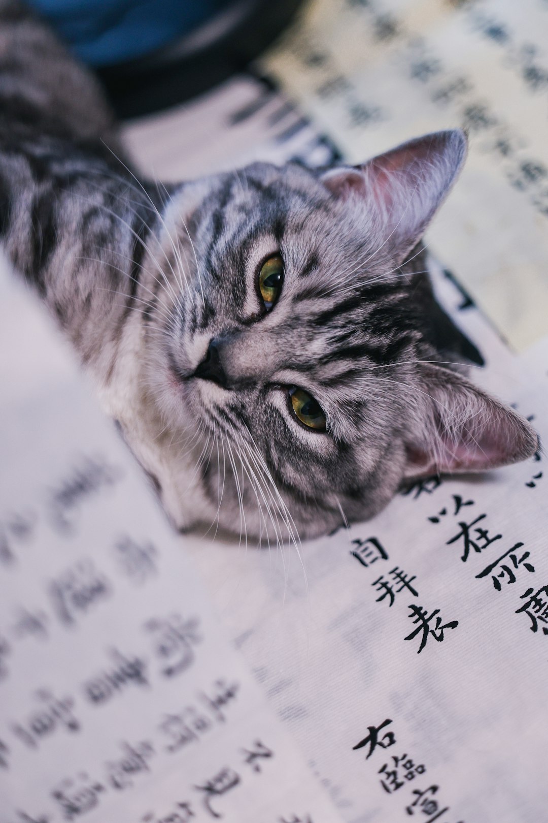 猫咪怪异的饮食习惯怎么办?