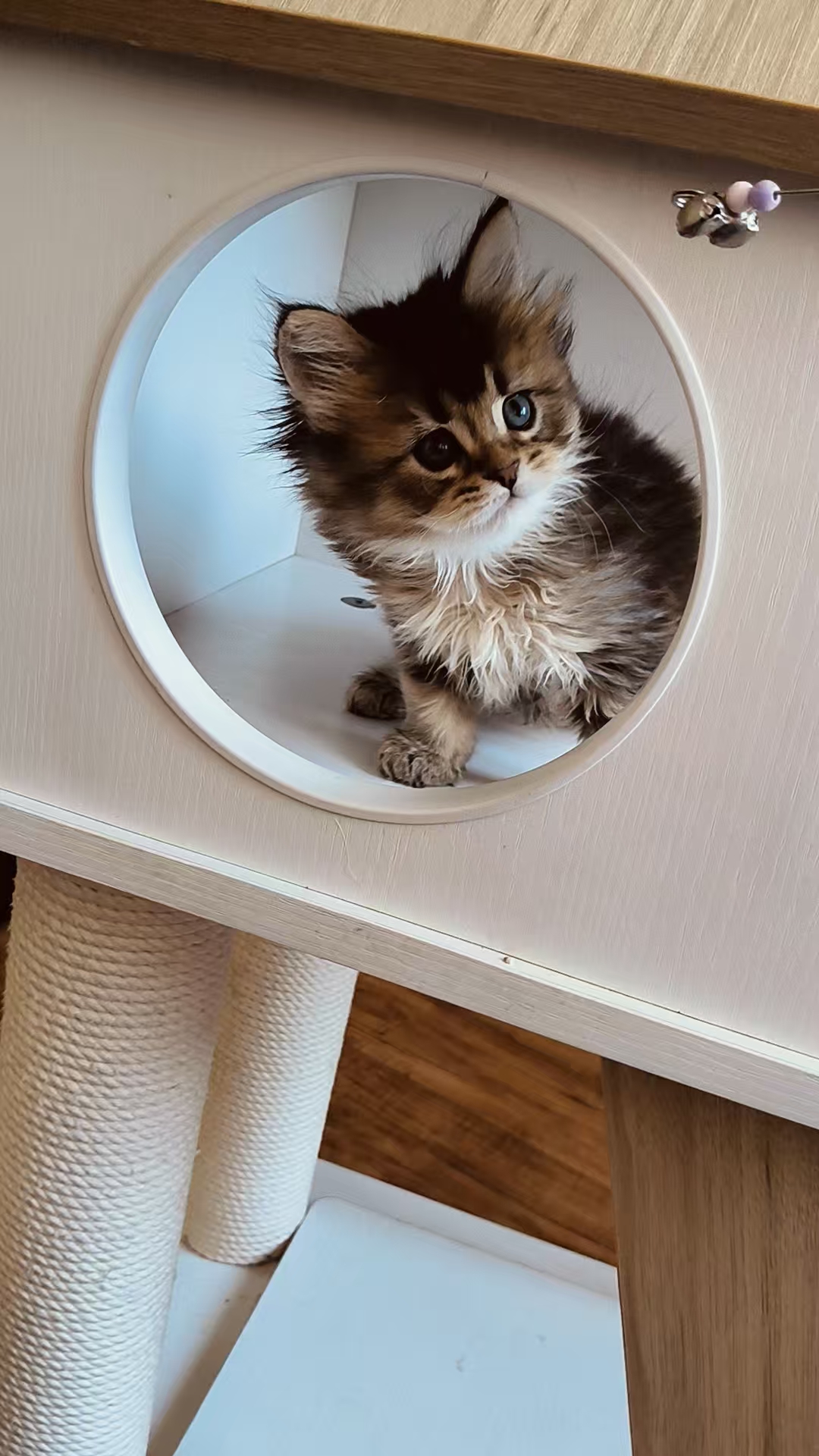 猫咪一只眼睛眯着：绝不能忽视的信号
