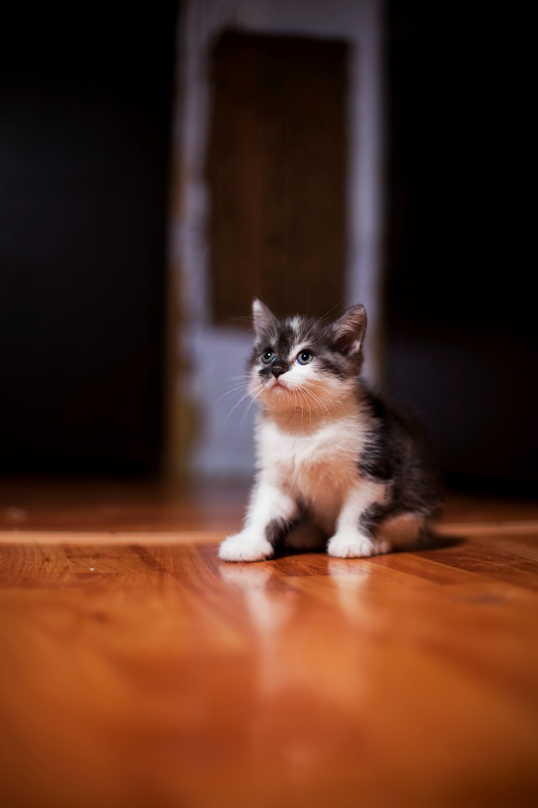 救助小猫 | 宠物界的英雄
