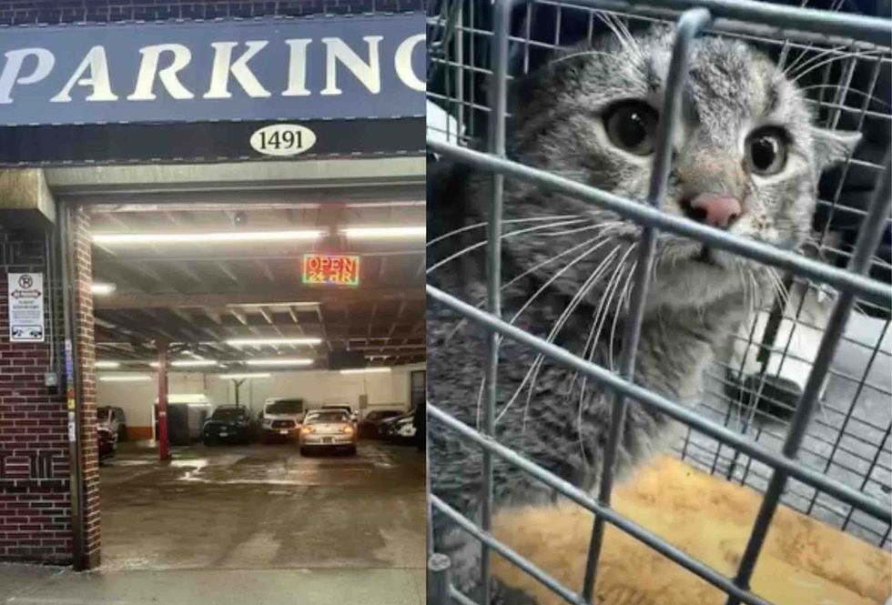 发现猫咪的车库；笼中的猫受惊但安全