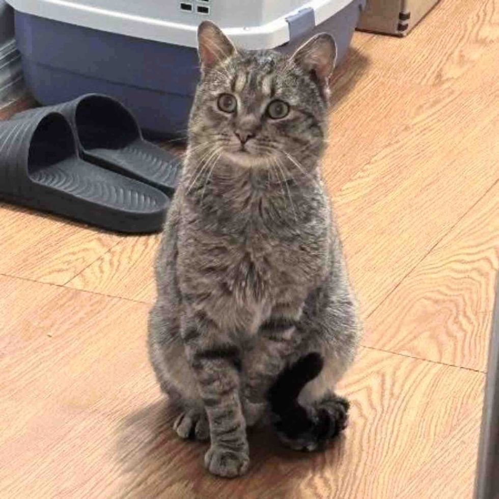 Taby猫耐心地坐在地上